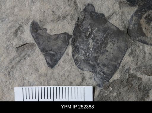 undet. Eurypterida