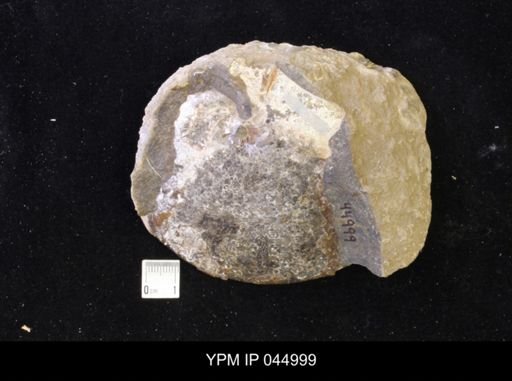 Sphenodiscus lenticularis