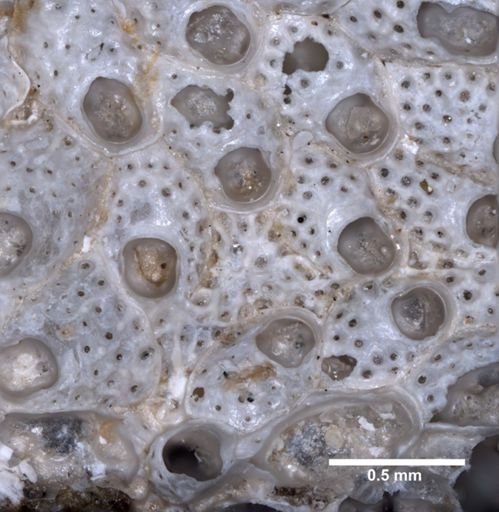Cryptosula pallasiana