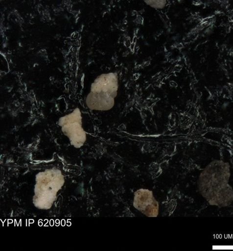 undet. Foraminiferida