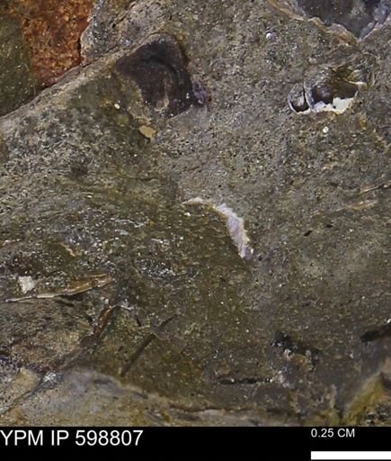 undet. Mollusca