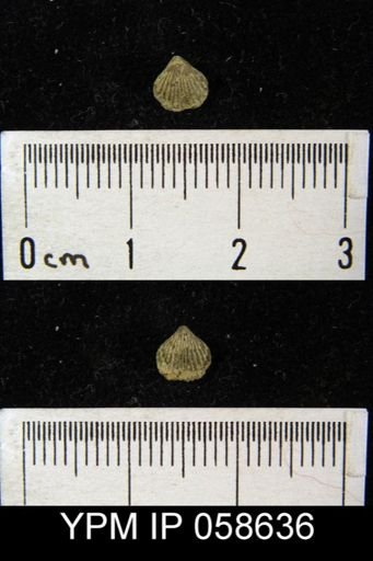 Rhynchospira formosa