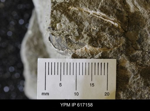 Lioplacoides