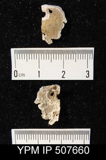 undet. Brachiopoda