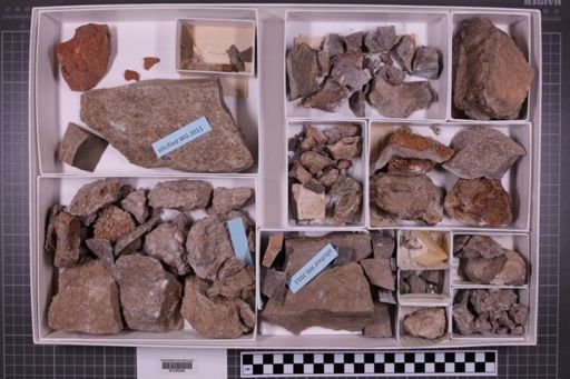 mixed taxa, stratigraphic collection
