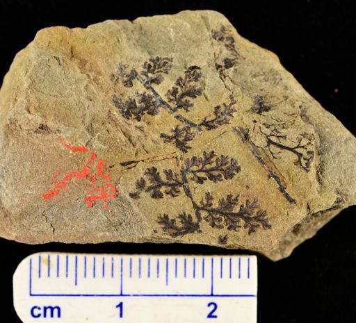 Sphenopteris sp.