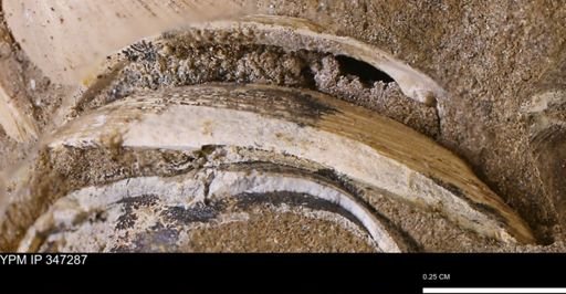 undet. Bivalvia