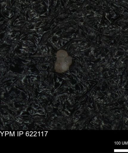 undet. Foraminiferida