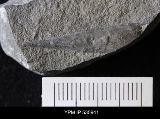 Hughmilleria sp.