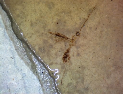 undet. Vespidae