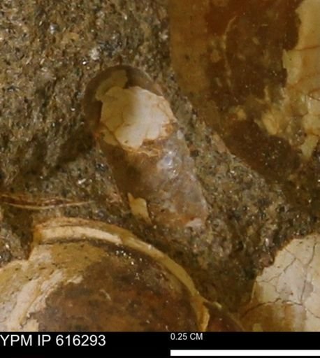 undet. Mollusca