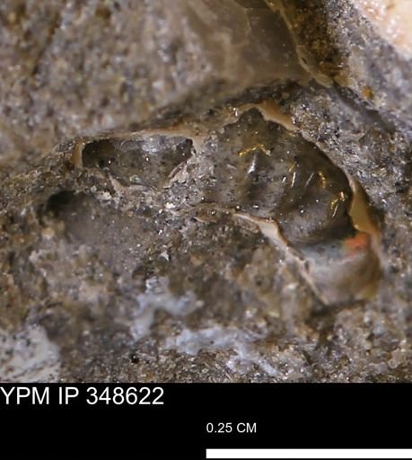 undet. Ammonoidea