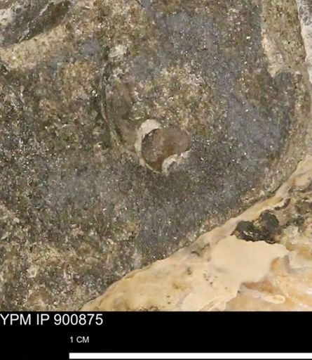 undet. Gastropoda