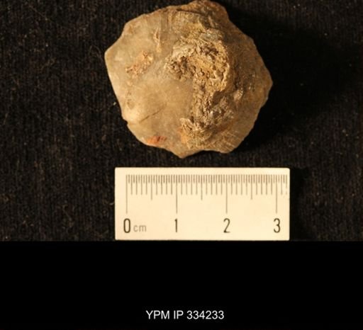 Agelacrinites pileus