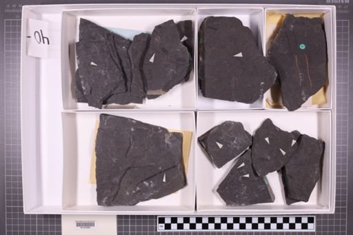 mixed taxa, stratigraphic collection