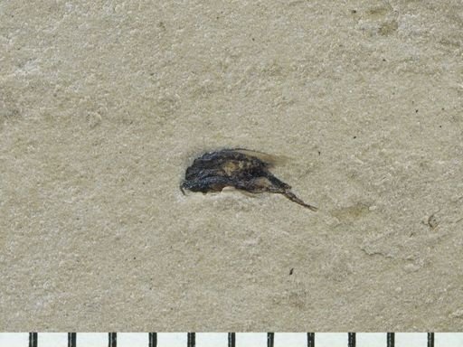 undet. Mordellidae