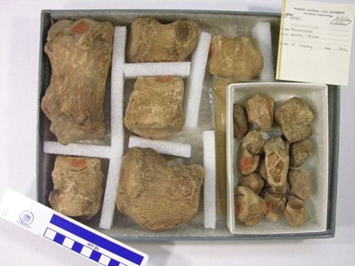 Mammuthus columbi?
