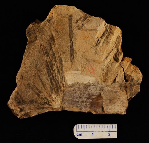 Neocalamites carreri