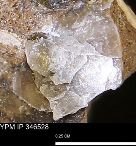 Bivalvia?