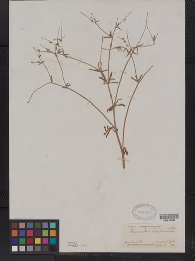Ranunculus allegheniensis
