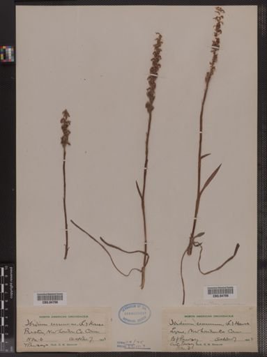 Ibidium cernuum