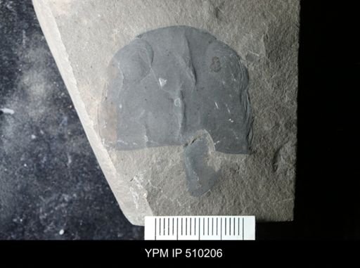 Acutiramus
