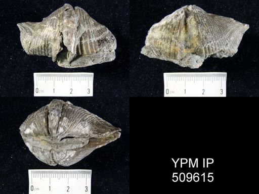 Spinocyrtia sp.