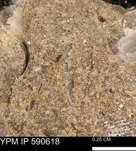 undet. Bivalvia