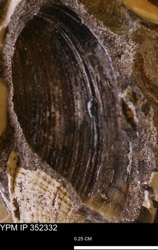 Limopsis striatopunctatus