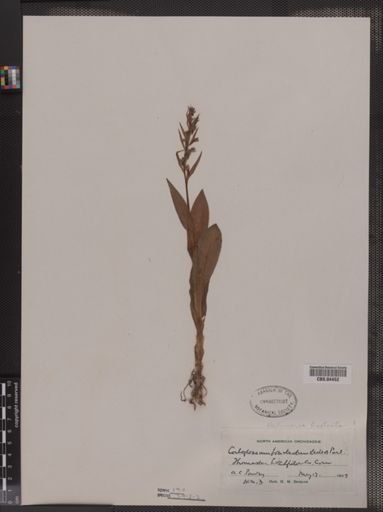 Coeloglossum bracteatum