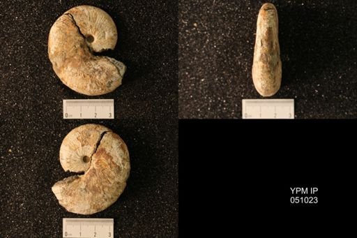 Hoploscaphites nicolletii