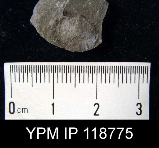 Anoplotheca hemispherica