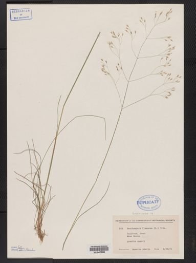 Deschampsia flexuosa