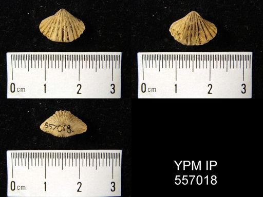 Camarotoechia altiplicata