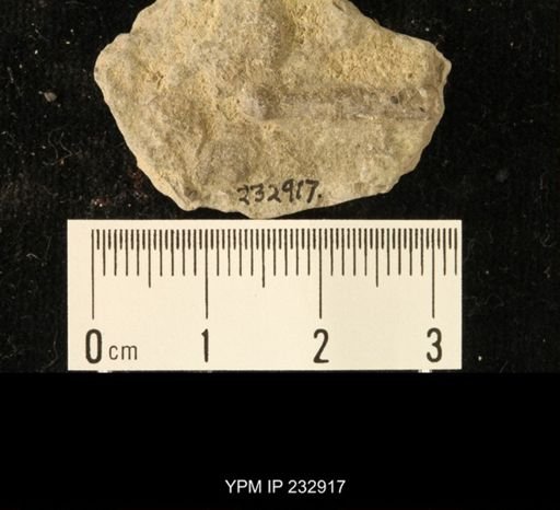 Archaeocidaris sp.
