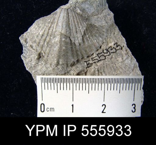 Spirifer sp.