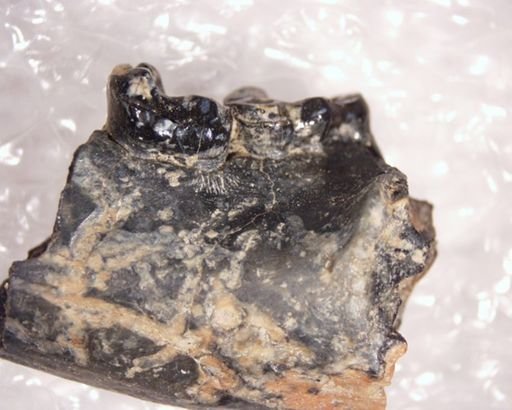 Pelycodus sp.