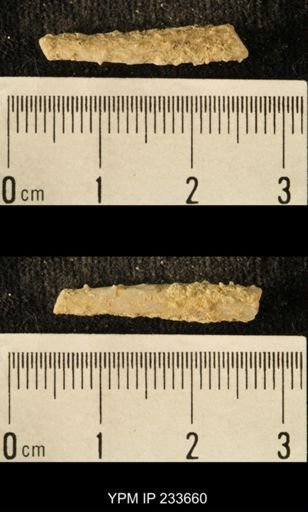 Archaeocidaris sp.