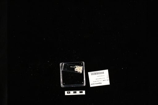 Megophrys nasuta