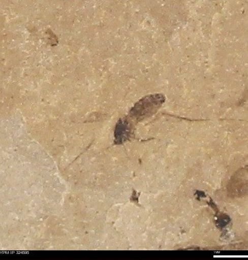 undet. Insecta