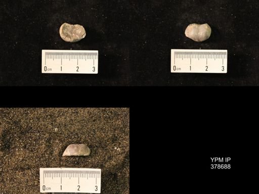 Marginifera wabashensis