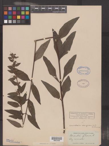 Aureolaria flava