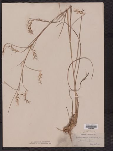 Andropogon scoparius