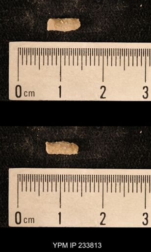 Archaeocidaris sp.