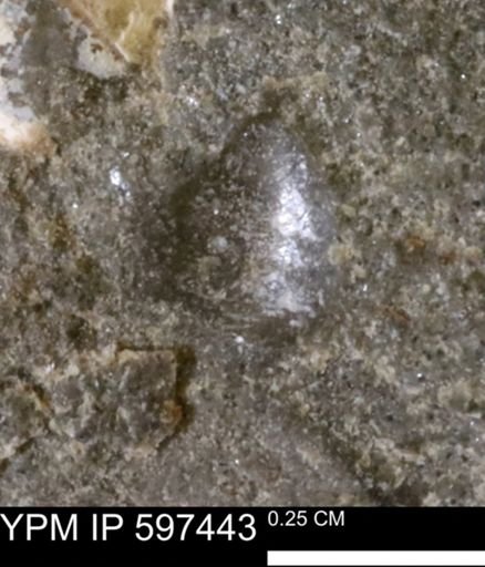 undet. Bivalvia
