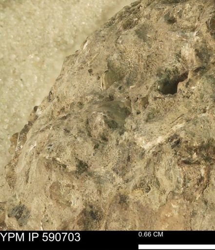 undet. Bivalvia