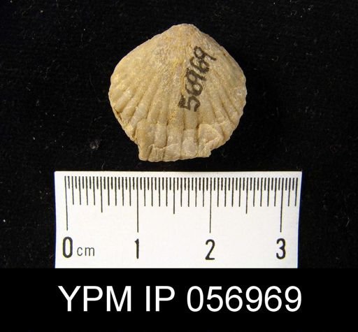 Uncinulus sp.