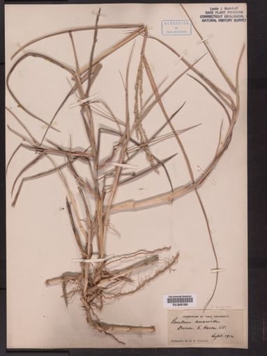 Panicum amarum