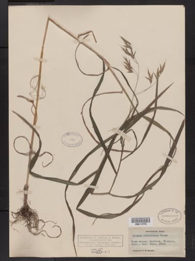 Bromus latiglumis