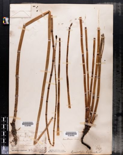 Equisetum hyemale